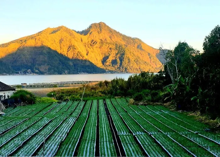 ゲストハウス Volcano View Kintamani